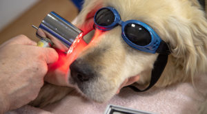 Dog Receiving Laser Therapy