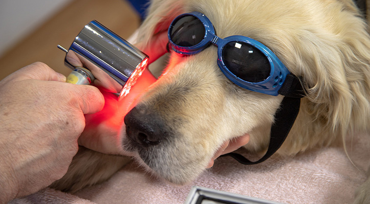 dog_dental Dog Receiving Laser Therapy